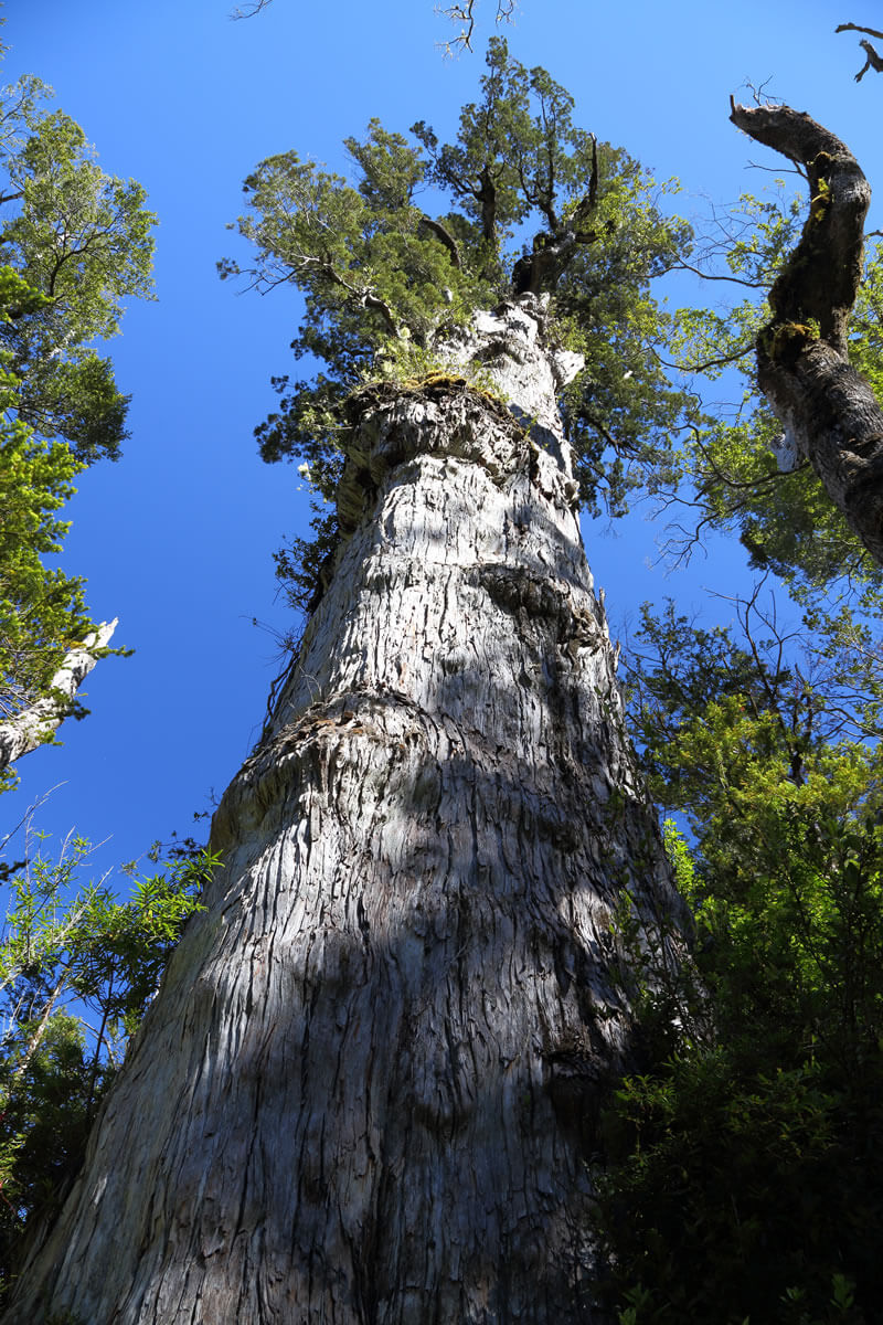 Alerce Andino National Park Preserving Ancient Forests LAC Geo